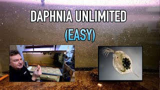 How I Raise Daphnia Water Fleas And You Can Too [upl. by Pricilla554]