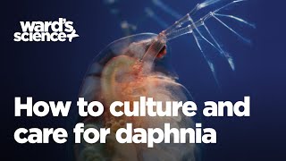 Caring and Culturing for Daphnia [upl. by Aynotan]