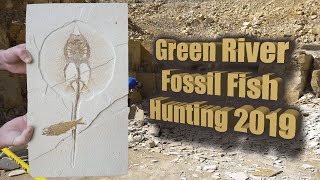 Green River Fossil Fish Hunting Compilation 2019  Fossil Hunting in Warfield Fossil Quarry [upl. by Aidnis]