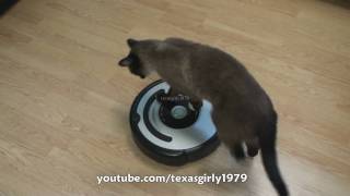 Cat shows HOW TO use iRobot Roomba Vacuum [upl. by Anitnatsnoc948]