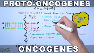 ProtoOncogenes and Oncogenes [upl. by Tremml832]