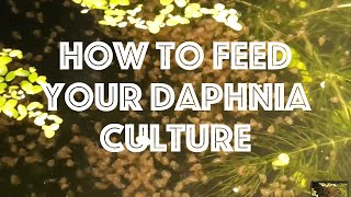 How To Feed Your Daphnia Culture [upl. by Azilanna971]