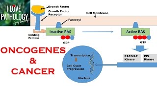 NEOPLASIA 2 HALLMARKS OF CANCER  Protooncogenes Oncogenes amp Oncoproteins [upl. by Anderea]