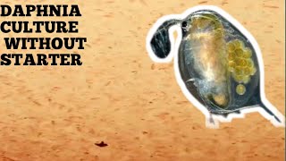 HOW TO CULTURE DAPHNIA NATURALLY WITHOUT A STARTER [upl. by Bernardine921]