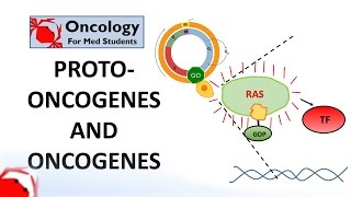 7 Protooncogenes and Oncogenes [upl. by Rammus653]