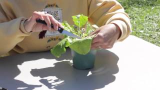 How to Prune a Gerbera  Gerbera Plant Care [upl. by Boothe]