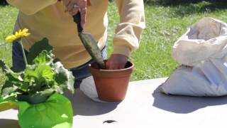 How to Repot a Gerbera  Gerbera Plant Care [upl. by Odie484]