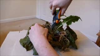 Reviving My Gerbera Plant Plus Repotting [upl. by Reggi]