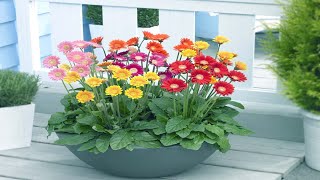 How To Grow and Care Potted Gerbera Daisies Indoors  Growing Houseplant [upl. by Statis273]