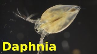 Daphnia [upl. by Atteragram]