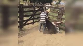 VIDEOS DE RISA  FAILS CAIDAS GRACIOSAS CABALLOS Y TOROS [upl. by Uriel630]