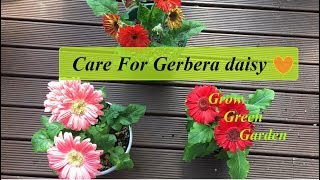 How to care for Gerbera Daisy [upl. by Lemmor]