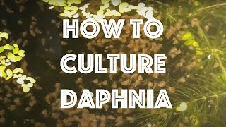 How To Culture Daphnia Magna [upl. by Yraeg]