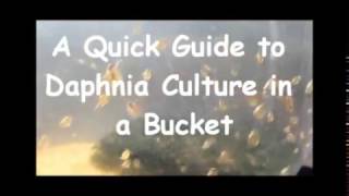 How to culture daphnia outside [upl. by Kcirttap]