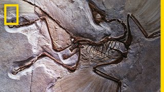 Fossils 101  National Geographic [upl. by Eicrad]