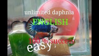 daphnia moina culture Easy way Unlimited production English  with sub Green water Chlorella [upl. by Ahseuqram]