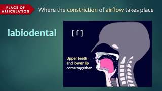 Introduction to Articulatory Phonetics Consonants [upl. by Oicneserc]