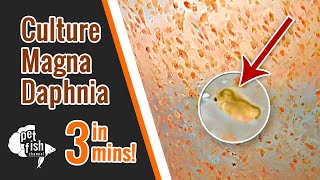 How to culture DAPHNIA MAGNA  The easy way [upl. by Alisa]