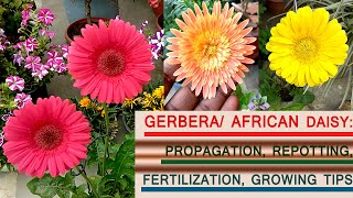 How to grow and care for Gerbera daisy Propagation repotting fertilization care tips [upl. by Bonney]