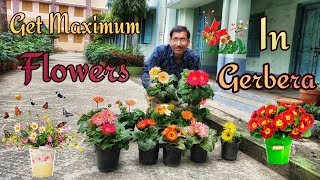 Caring of Gerbera for Getting Maximum Flowers [upl. by Milurd]