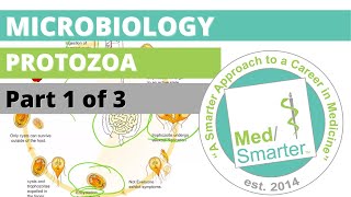 Protozoa  Microbiology  USMLE STEP 1  Part 1 of 3 [upl. by Gnaig]