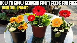 How To Grow Gerbera From Seeds For Free  FULL INFORMATION [upl. by Dnalon]