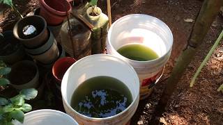 How to grow Green Water Algae [upl. by Aeikan]