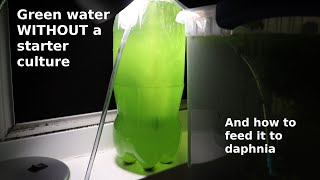 Green Water WITHOUT a Starter Culture  From Scratch  How To [upl. by Jillie]