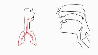 Phonetics Articulation [upl. by Anniroc]