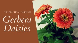 Gerbera Daisies  Light Watering and other care requirements  The Practical Gardener [upl. by Eahsan513]