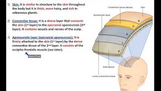 The Scalp Detailed Anatomy  Dr Ahmed Farid [upl. by Avert]