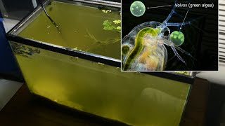 Raising Daphnia for the Freshwater Aquarium [upl. by Enitsrik]