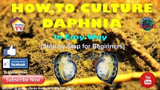 HOW TO CULTURE DAPHNIA In Easy Way [upl. by Dolloff285]