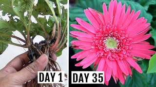 Simplest Way to GrowPropagate Gerbera from Cuttings [upl. by Akered519]